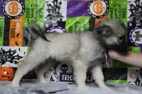Conner, a male Keeshond for sale in Trenton, MO – 8 of 9