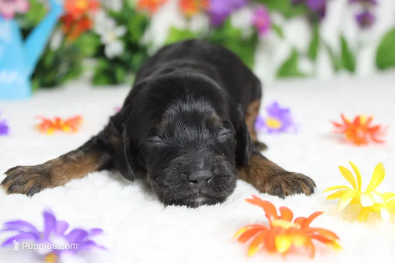 Toffee  – Cockapoo puppy for sale in Trenton, MO
