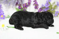 Peppercorn , a male Poodle - Toy  for sale in Trenton, MO – 6 of 10