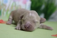 Veruca , a female Poodle - Toy  and Havapoo for sale in Trenton, MO – Photo 2 of 7