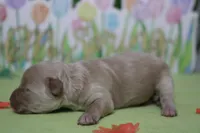 Veruca , a female Poodle - Toy  and Havapoo for sale in Trenton, MO – Photo 4 of 7