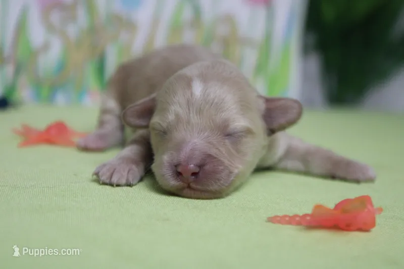 Veruca  – Poodle - Toy , Havapoo puppy for sale in Trenton, MO