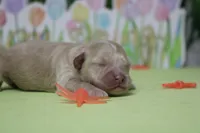 Veruca , a female Poodle - Toy  and Havapoo for sale in Trenton, MO – Photo 7 of 7