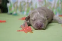 Veruca , a female Poodle - Toy  and Havapoo for sale in Trenton, MO – Photo 6 of 7