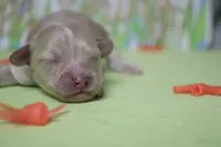 Veruca , a female Poodle - Toy  and Havapoo for sale in Trenton, MO – Photo 3 of 7