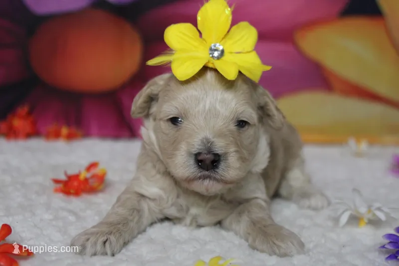 Veruca  – Poodle - Toy , Havapoo puppy for sale in Trenton, MO