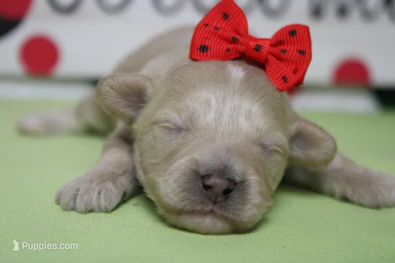 Veruca  – Poodle - Toy , Havapoo puppy for sale in Trenton, MO