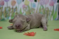 Veruca , a female Poodle - Toy  and Havapoo for sale in Trenton, MO – Photo 5 of 7