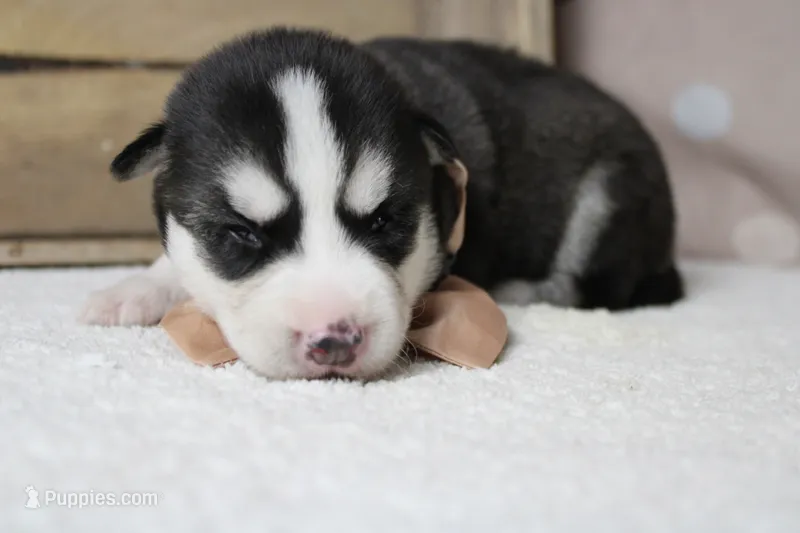 Storm  – Siberian Husky puppy for sale in Trenton, MO