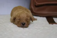 Pesto , a female Miniature Goldendoodle for sale in Trenton, MO – 2 of 6