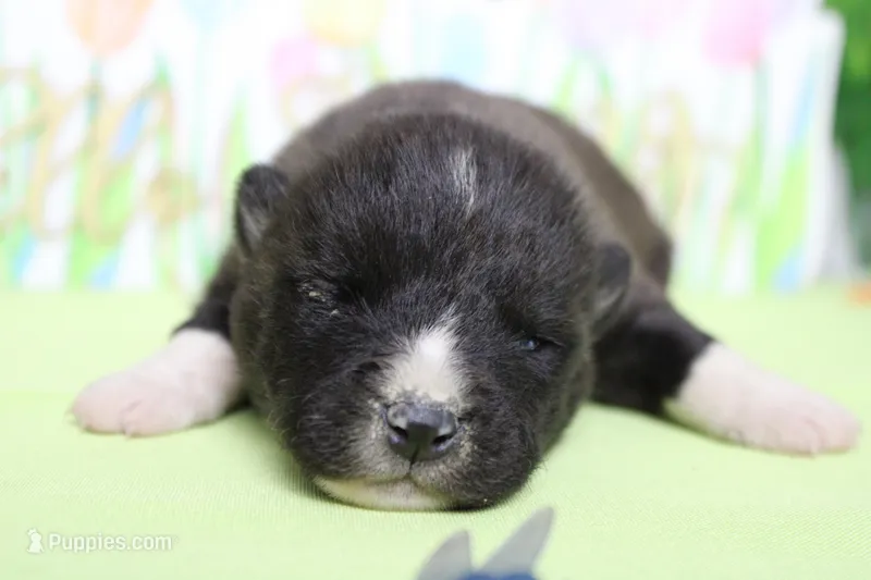 Gala – Akita puppy for sale in Trenton, MO