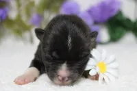 Gala, a male Akita for sale in Trenton, MO – Photo 4 of 9