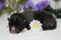 Gala, a male Akita for sale in Trenton, MO – Photo 7 of 9