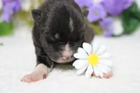 Gala, a male Akita for sale in Trenton, MO – Photo 2 of 9