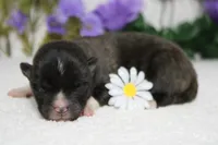 Gala, a male Akita for sale in Trenton, MO – Photo 8 of 9