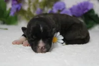 Gala, a male Akita for sale in Trenton, MO – Photo 6 of 9