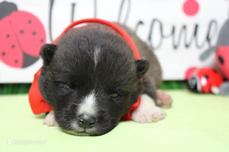 Gala – Akita puppy for sale in Trenton, MO
