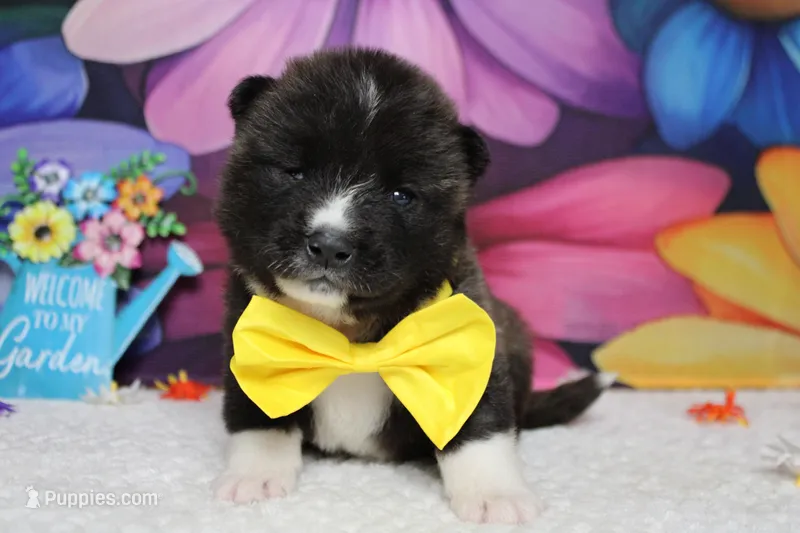 Gala – Akita puppy for sale in Trenton, MO