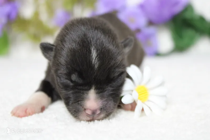 Gala – Akita puppy for sale in Trenton, MO