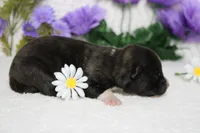 Gala, a male Akita for sale in Trenton, MO – Photo 9 of 9