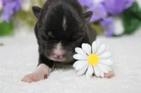 Gala, a male Akita for sale in Trenton, MO – Photo 3 of 9