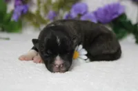 Gala, a male Akita for sale in Trenton, MO – Photo 5 of 9