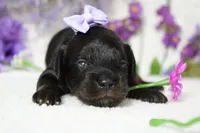 Pandora , a female Poodle - Toy  for sale in Trenton, MO – 4 of 10