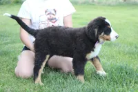 Moose , a male Bernese Mountain Dog for sale in Trenton, MO – 10 of 10