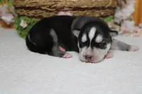 Koda , a male Siberian Husky for sale in Trenton, MO – 10 of 10