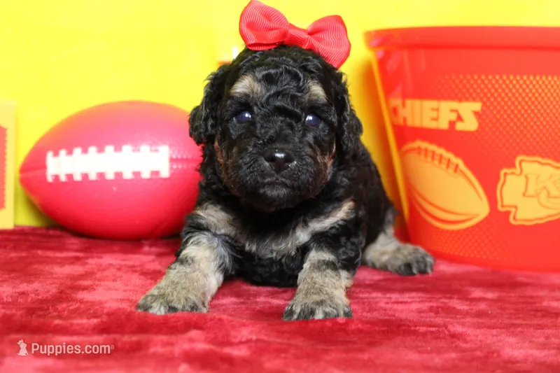 Sydney  – Poodle - Toy  puppy for sale in Trenton, MO