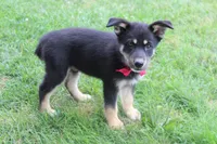 Bergamont , a male Siberian Husky and Miniature Aussiedoodle for sale in Trenton, MO – 3 of 9