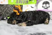 Adeline , a female Poodle - Toy  for sale in Trenton, MO – 6 of 10