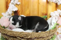 Atlas , a male Siberian Husky for sale in Trenton, MO – 3 of 10