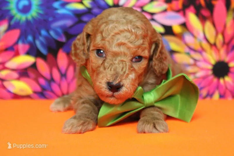Mandarin  – Poodle - Miniature  puppy for sale in Trenton, MO