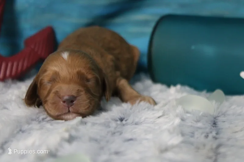 Sherbet  – Cocker Spaniel, Poodle - Toy  puppy for sale in Trenton, MO