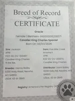 Lady May , a female Cavalier King Charles Spaniel for sale in Westerville, OH – Photo 10 of 10