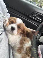 Lady May , a female Cavalier King Charles Spaniel for sale in Westerville, OH – Photo 5 of 10