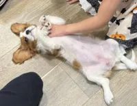 Lady May , a female Cavalier King Charles Spaniel for sale in Westerville, OH – Photo 3 of 10