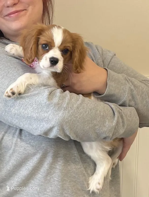 Lady May  – Cavalier King Charles Spaniel puppy for sale in Westerville, OH
