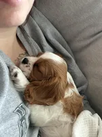 Lady May , a female Cavalier King Charles Spaniel for sale in Westerville, OH – Photo 6 of 10