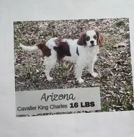 Lady May , a female Cavalier King Charles Spaniel for sale in Westerville, OH – Photo 9 of 10