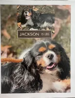 Lady May , a female Cavalier King Charles Spaniel for sale in Westerville, OH – Photo 8 of 10