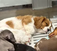 Lady May , a female Cavalier King Charles Spaniel for sale in Westerville, OH – Photo 4 of 10