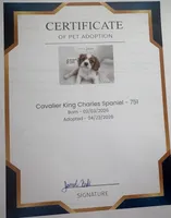 Lady May , a female Cavalier King Charles Spaniel for sale in Westerville, OH – Photo 7 of 10