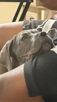 Iceland , a female Cane Corso for sale in Hollywood, FL – 5 of 7