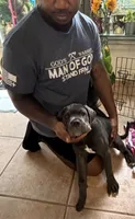 Iceland , a female Cane Corso for sale in Hollywood, FL – 4 of 7