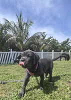 Iceland , a female Cane Corso for sale in Hollywood, FL – 3 of 7