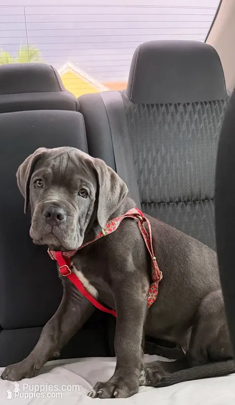 Iceland  – Cane Corso puppy for sale in Hollywood, FL