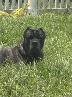 Iceland , a female Cane Corso for sale in Hollywood, FL – 7 of 7