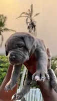 Iceland , a female Cane Corso for sale in Hollywood, FL – 2 of 7
